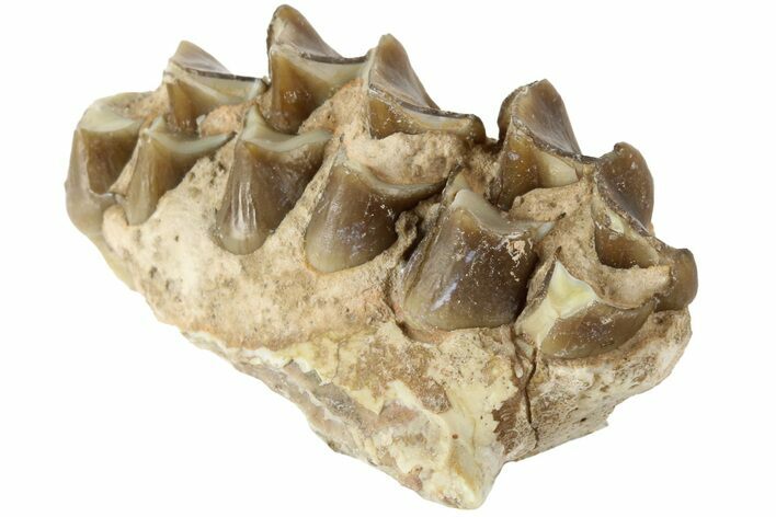 Oreodont (Merycoidodon) Jaw Section - South Dakota #184260